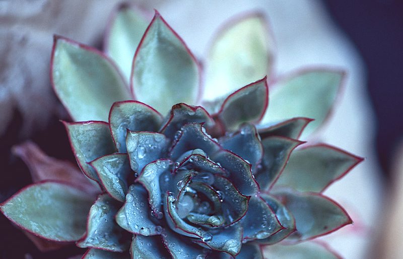 Planting for Winter